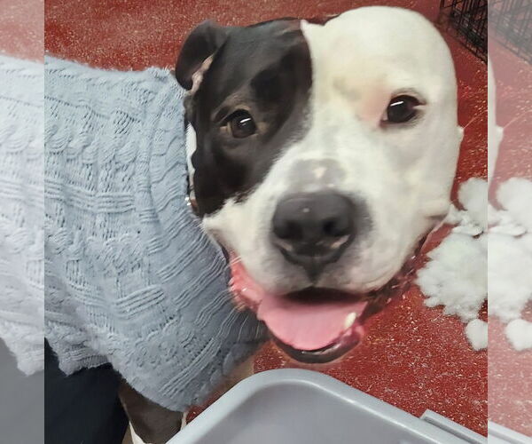 Medium Photo #44 American Pit Bull Terrier-Unknown Mix Puppy For Sale in Fargo, ND, USA