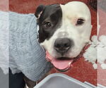 Small #43 American Pit Bull Terrier Mix