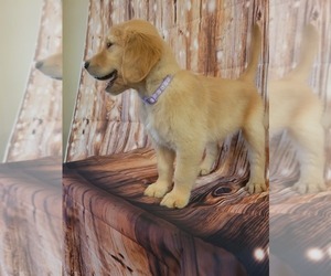 Golden Retriever Puppy for sale in SUN CITY, AZ, USA