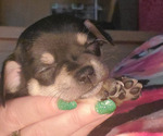 Small Photo #1 Chihuahua Puppy For Sale in BOONE, IA, USA