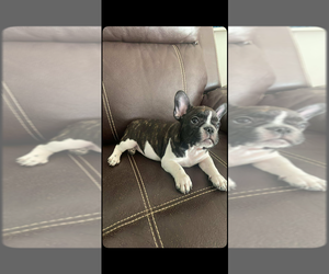 French Bulldog Puppy for sale in CALEXICO, CA, USA