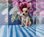 Small #6 Chihuahua