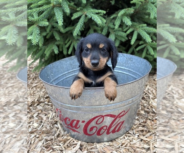 Medium Photo #5 Dachshund Puppy For Sale in MIDDLEBURY, IN, USA