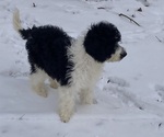 Small Photo #4 Sheepadoodle Puppy For Sale in BUCKHANNON, WV, USA