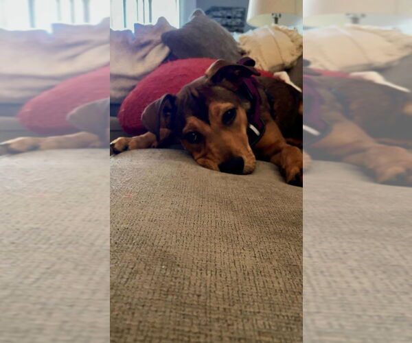 Medium Photo #1 German Shepherd Dog-Unknown Mix Puppy For Sale in Mt. Airy, MD, USA