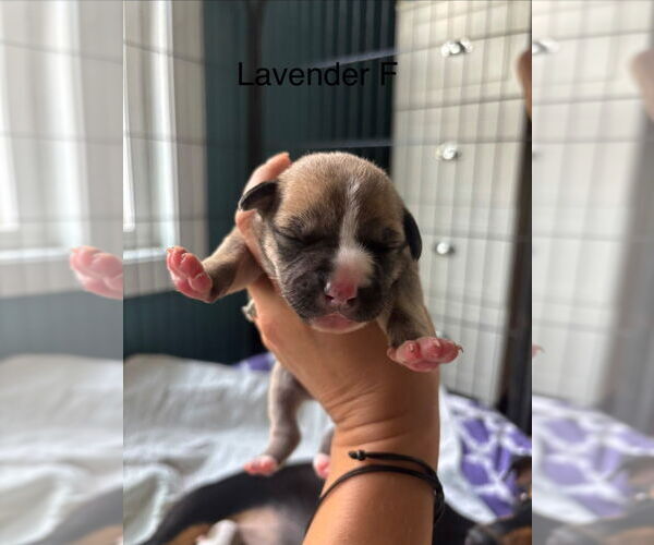 Medium Photo #3 Mutt Puppy For Sale in Canton, CT, USA