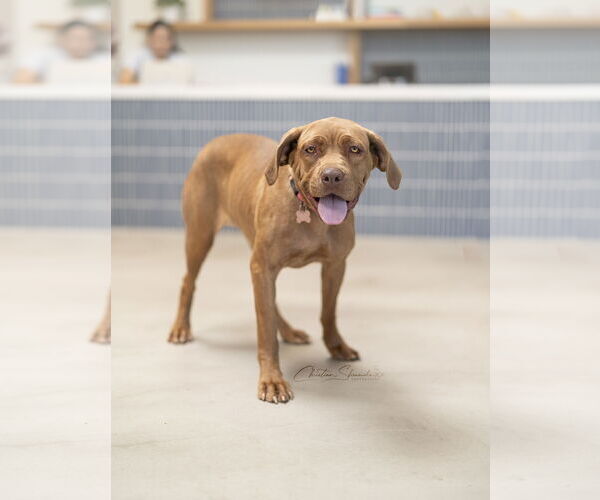 Medium Photo #6 Mastador Puppy For Sale in Marina Del Rey, CA, USA