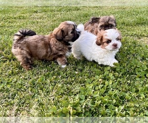 ShihPoo Litter for sale in TRAVELERS REST, SC, USA