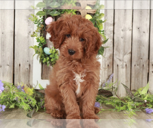 Cavapoo Puppy for sale in MOUNT VERNON, OH, USA