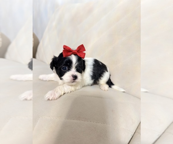 Medium Photo #12 Shih Tzu Puppy For Sale in LANCASTER, CA, USA
