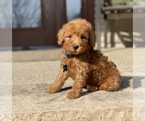 Medium Photo #6 Poodle (Standard) Puppy For Sale in WOLCOTT, IN, USA