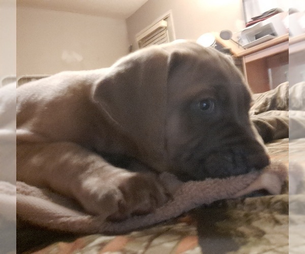 Medium Photo #15 Cane Corso Puppy For Sale in MEDARYVILLE, IN, USA