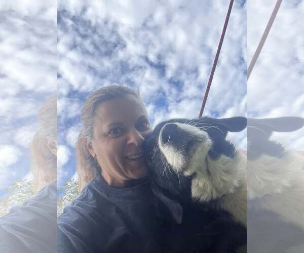 Medium Photo #6 Border Collie-Unknown Mix Puppy For Sale in Hinton, WV, USA