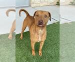 Small #1 Labrador Retriever Mix
