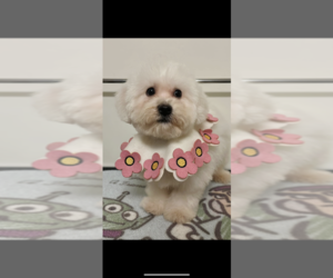 Bichon Frise Puppy for Sale in JERICHO, New York USA