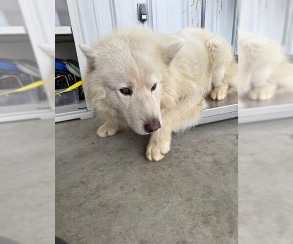 Medium Photo #1 Samoyed Puppy For Sale in Bakersfield, CA, USA