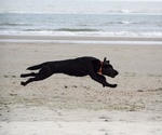 Small #30 Labrador Retriever