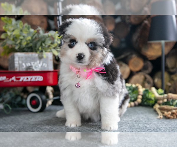 Medium Photo #33 Miniature Australian Shepherd Puppy For Sale in MILLERSBURG, OH, USA