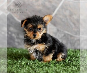 Yorkshire Terrier Puppy for sale in MILL HALL, PA, USA