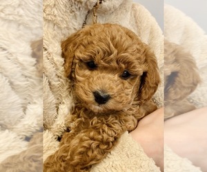 Goldendoodle (Miniature) Puppy for sale in GREENLEAF, ID, USA