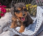 Small #3 Cavapoo