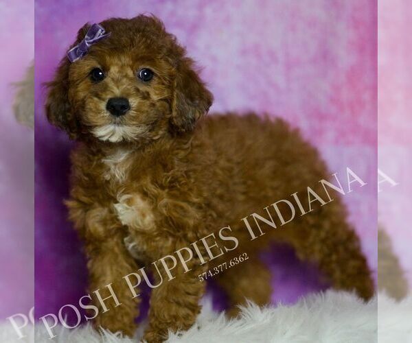 Medium Photo #2 Poodle (Toy) Puppy For Sale in WARSAW, IN, USA