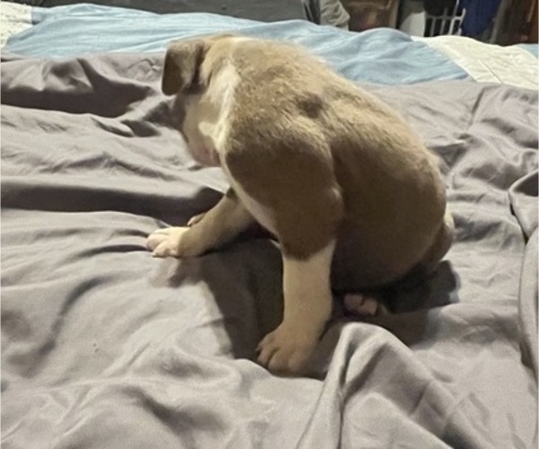 Medium Photo #26 American Bully Puppy For Sale in BUFFALO, NY, USA