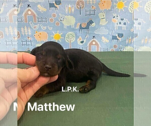 Medium Photo #4 Dachshund Puppy For Sale in WINNSBORO, LA, USA