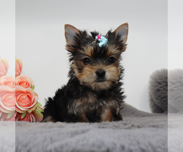Medium Photo #3 Yorkshire Terrier Puppy For Sale in LOS ANGELES, CA, USA