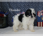 Thunder - Male Poodle (Toy) Puppy for Sale - Photo #13
