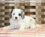 Small #2 Bernedoodle (Miniature)