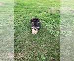 Small Photo #6 German Shepherd Dog Puppy For Sale in SACO, ME, USA