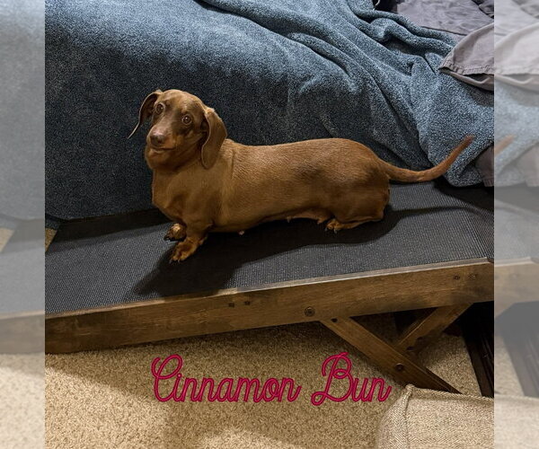 Medium Photo #18 Dachshund Puppy For Sale in San Antonio, TX, USA