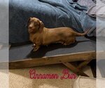 Small Photo #18 Dachshund Puppy For Sale in San Antonio, TX, USA