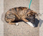 Small #2 Boxer-German Shepherd Dog Mix