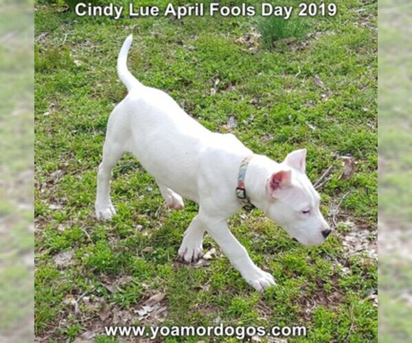 Medium Photo #205 Dogo Argentino Puppy For Sale in PINEVILLE, MO, USA