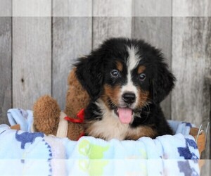 Bernese Mountain Dog Puppy for sale in FREDERICKSBG, OH, USA