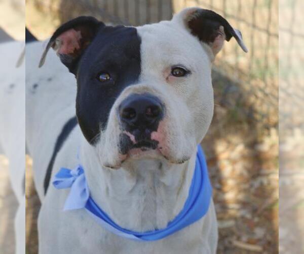 Medium Photo #1 American Staffordshire Terrier-Unknown Mix Puppy For Sale in San Antonio, TX, USA