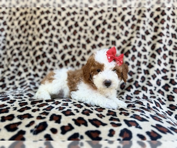 Medium Photo #2 Cavapoo (Miniature) Puppy For Sale in LAKELAND, FL, USA