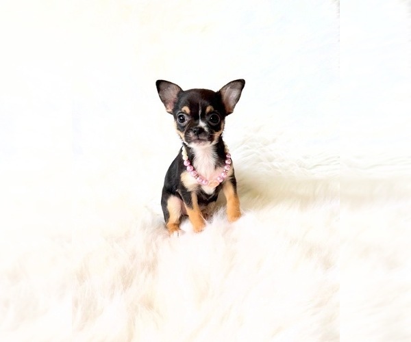 Medium Photo #4 Chihuahua Puppy For Sale in SACRAMENTO, CA, USA