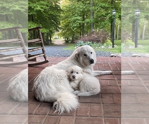 Mother of the Great Pyrenees puppies born on 04/01/2026
