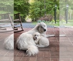 Small Photo #1 Great Pyrenees Puppy For Sale in MERCERSBURG, PA, USA