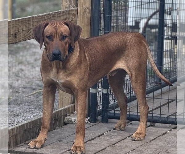 Medium Photo #1 Rhodesian Ridgeback Puppy For Sale in LEHIGH ACRES, FL, USA