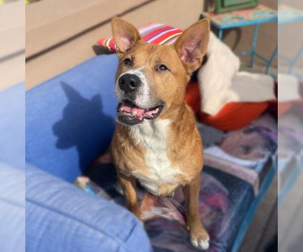 Medium Photo #2 Australian Kelpie-Unknown Mix Puppy For Sale in Camarillo, CA, USA