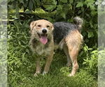 Small #6 Jack Russell Terrier-Wheaten Terrier Mix