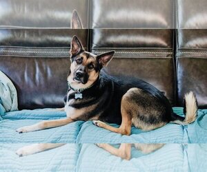 German Shepherd Dog-Unknown Mix Dogs for adoption in Princeton, MN, USA