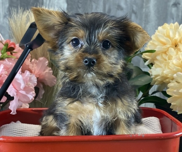 Medium Photo #3 Yorkshire Terrier Puppy For Sale in CANOGA, NY, USA