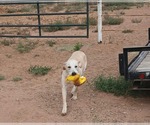 Small #1 Labrador Retriever Mix