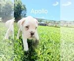 Small Photo #3 Boxer Puppy For Sale in AFTON, WY, USA