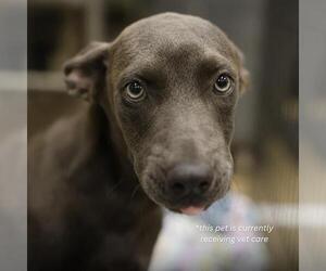 Gerberian Shepsky Dogs for adoption in San Antonio, TX, USA